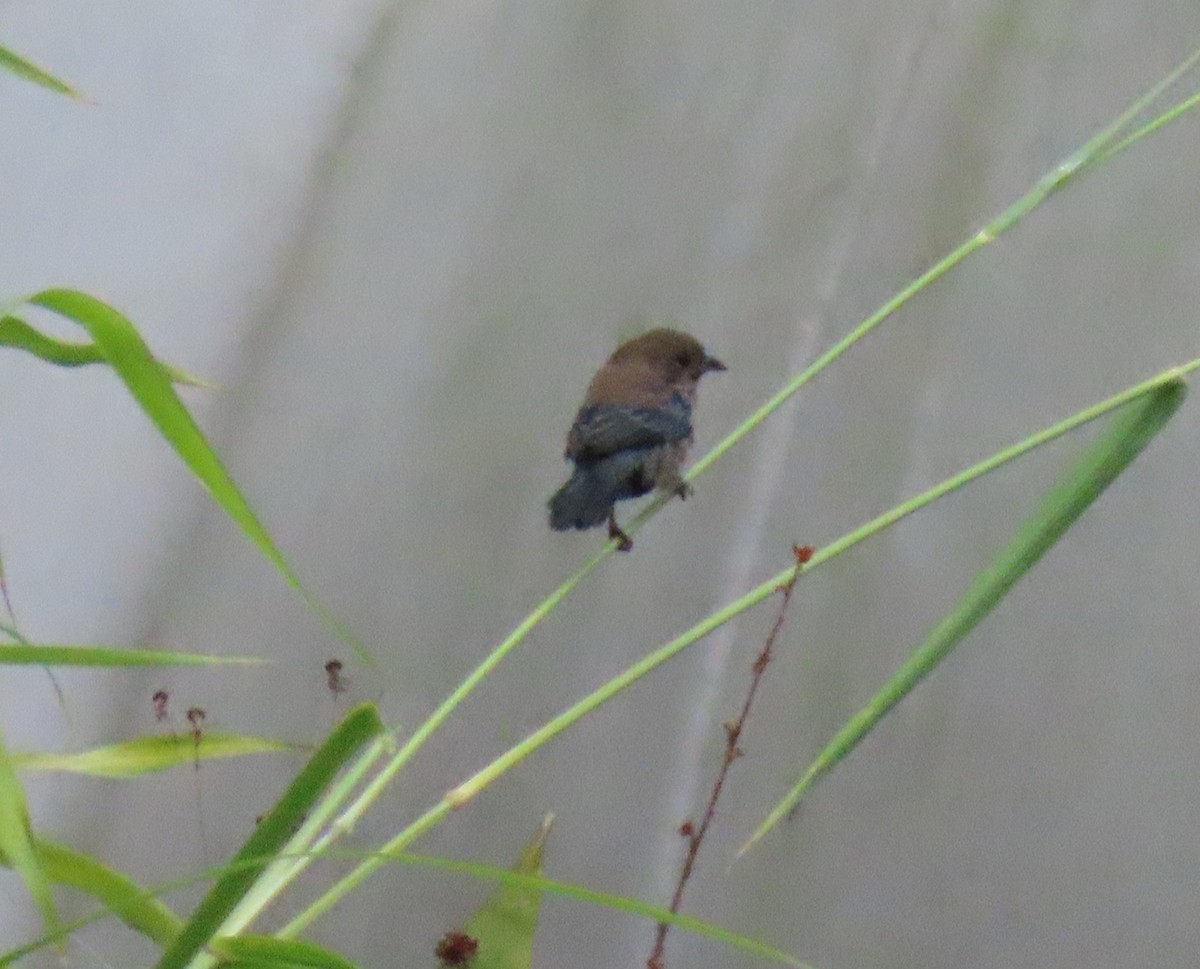 Blue-black Grassquit - ML646592776