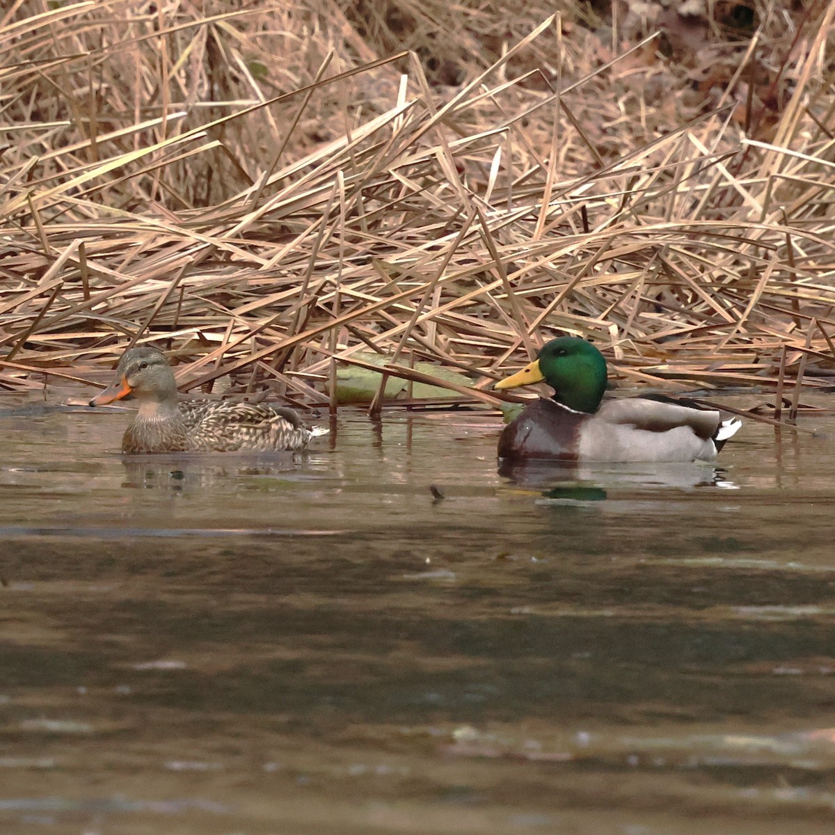 Mallard - ML646592781