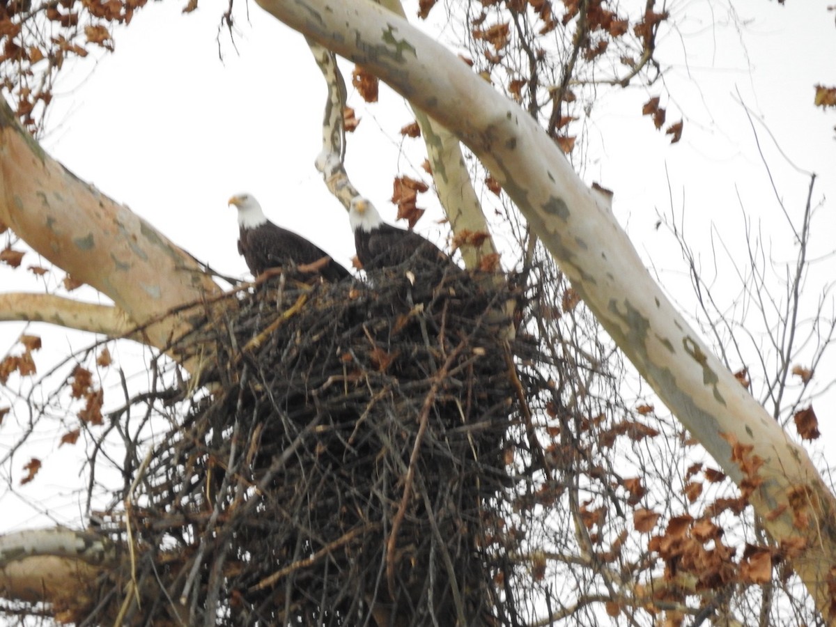 Pygargue à tête blanche - ML646592782