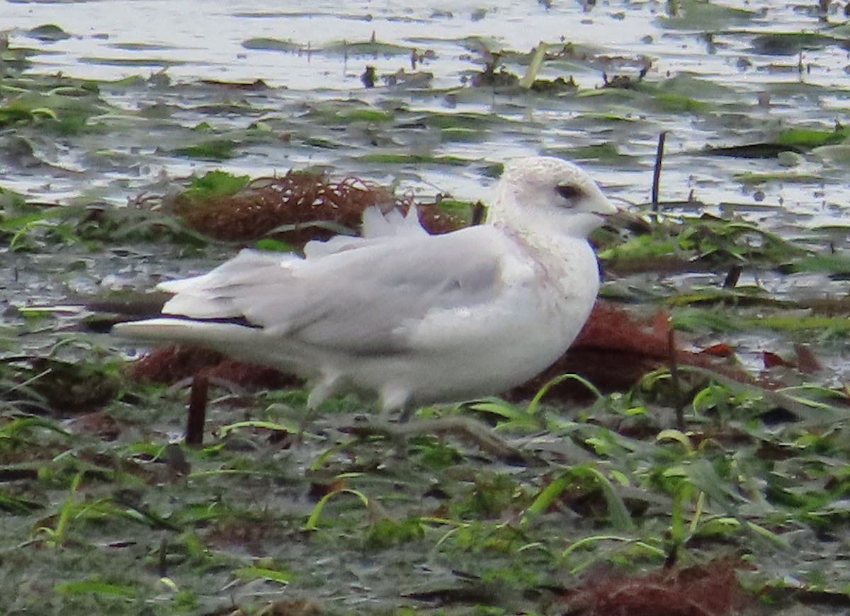 Goéland cendré - ML646592784