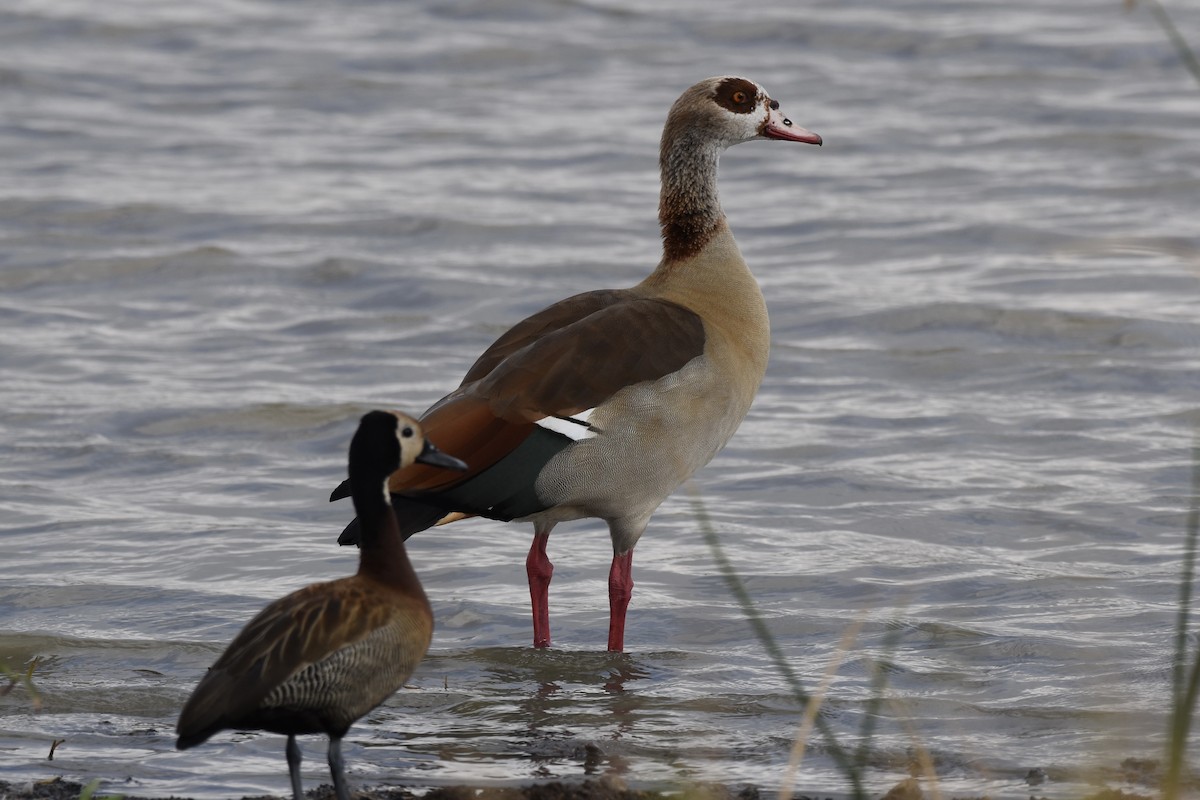 Antzara egiptoarra - ML646592786