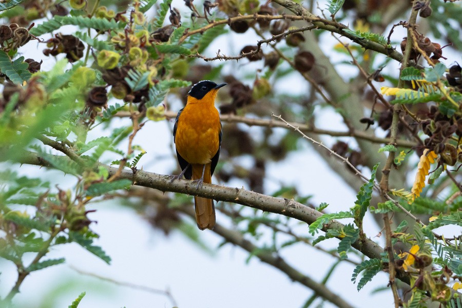 White-browed Robin-Chat - ML646592787