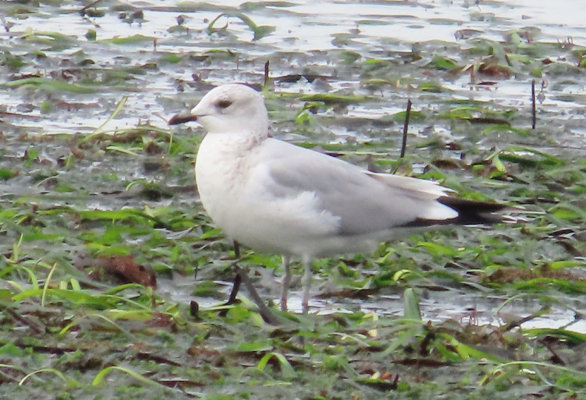 Goéland cendré - ML646592788