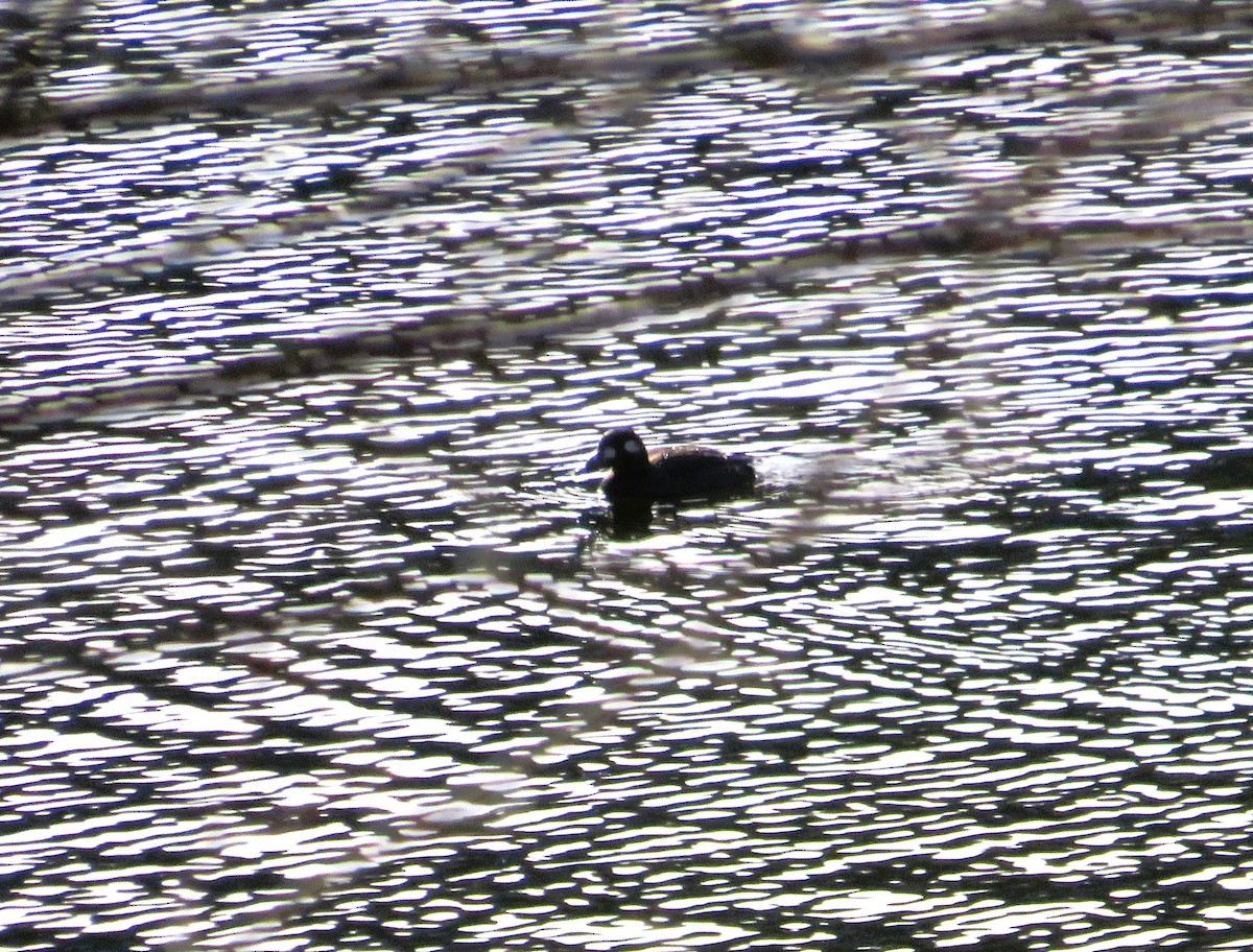 turpan kanadský - ML646592789