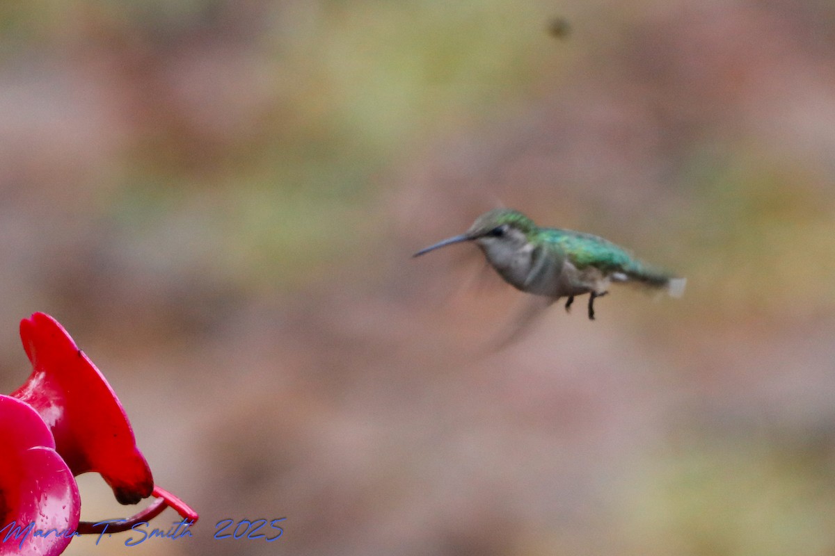 Colibri à gorge rubis - ML646592790