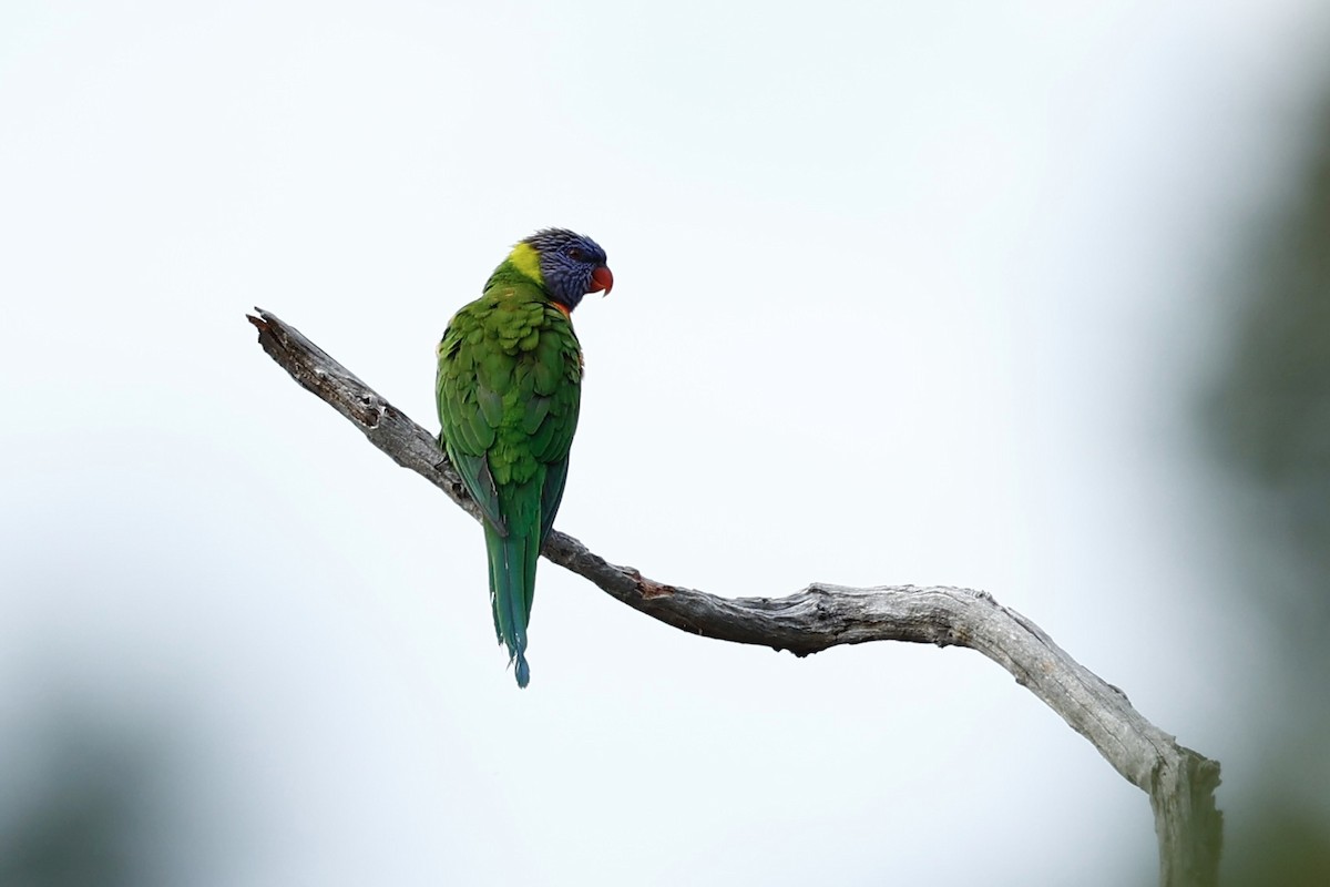 Радужный лорикет - ML646592791