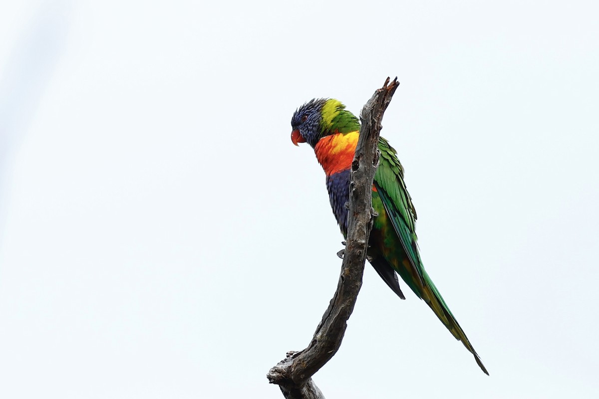 Радужный лорикет - ML646592792