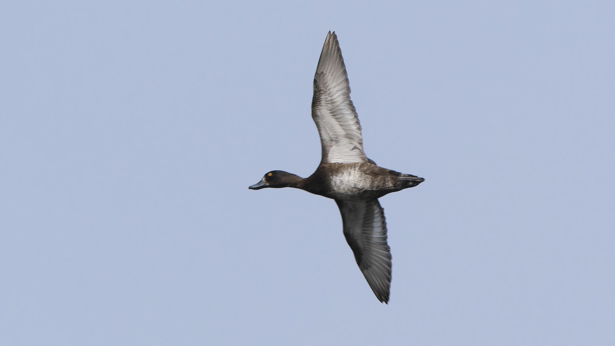 Морская чернеть - ML646592793