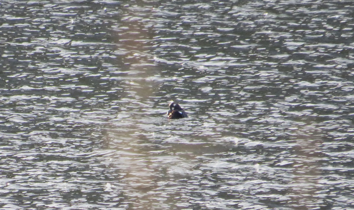 turpan kanadský - ML646592794