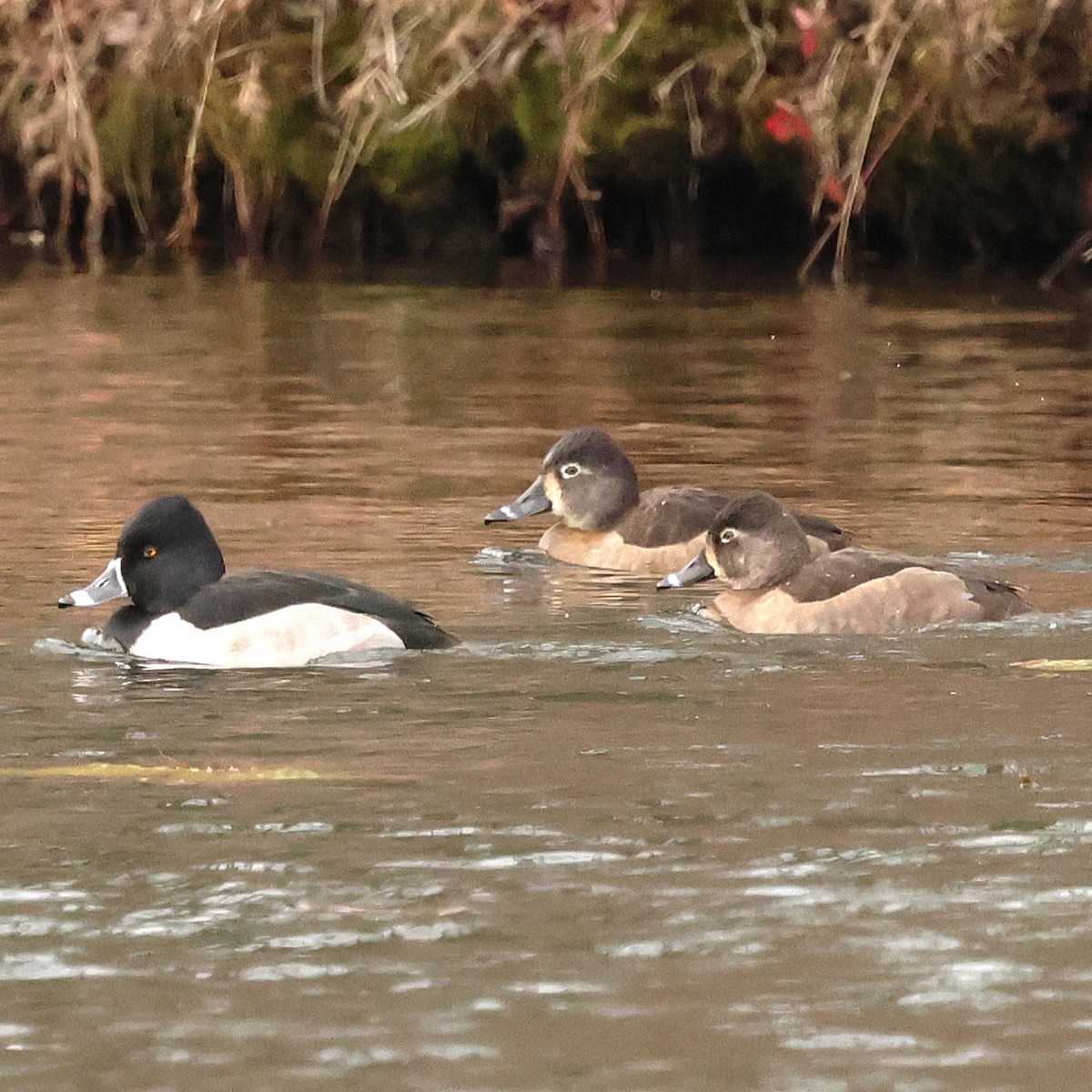 Ring-necked Duck - ML646592795