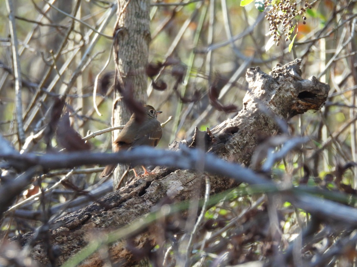 Дрізд-короткодзьоб плямистоволий - ML646592796