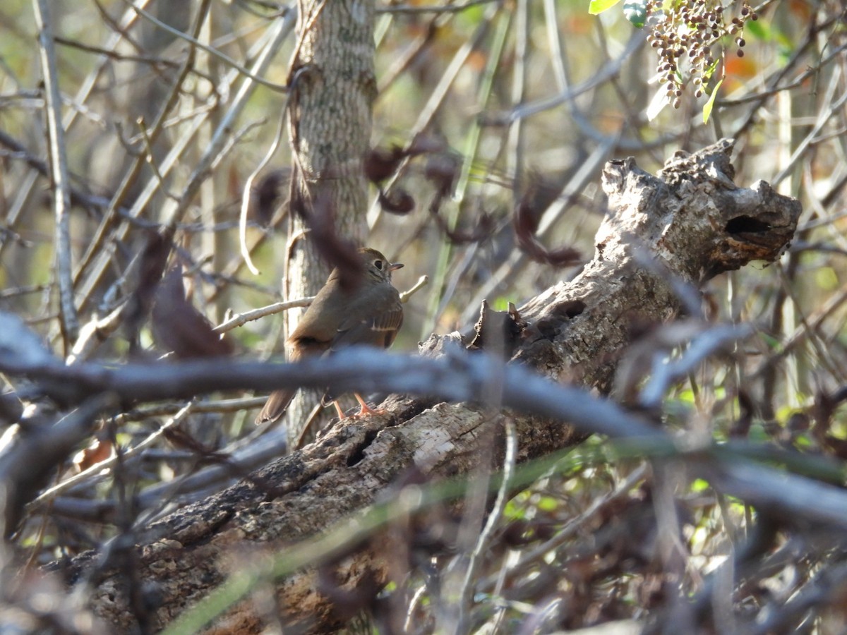 Дрізд-короткодзьоб плямистоволий - ML646592797