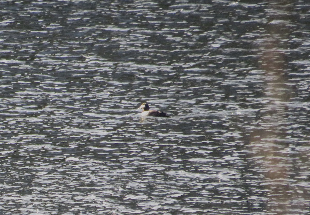 turpan kanadský - ML646592798