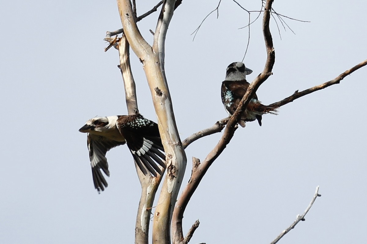 Смеющаяся кукабара - ML646592799
