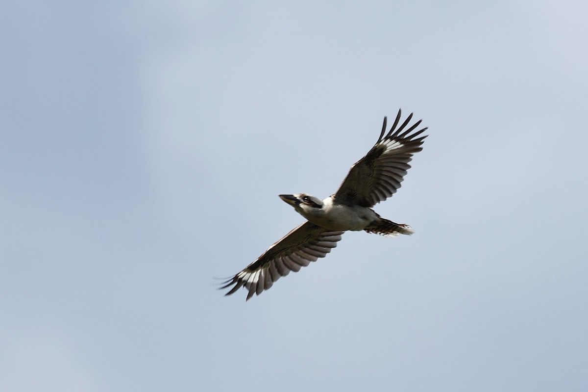 Смеющаяся кукабара - ML646592800