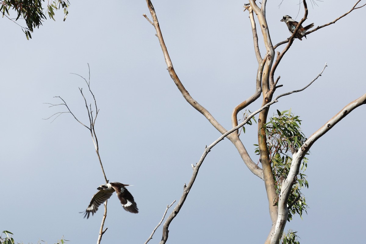 Смеющаяся кукабара - ML646592801