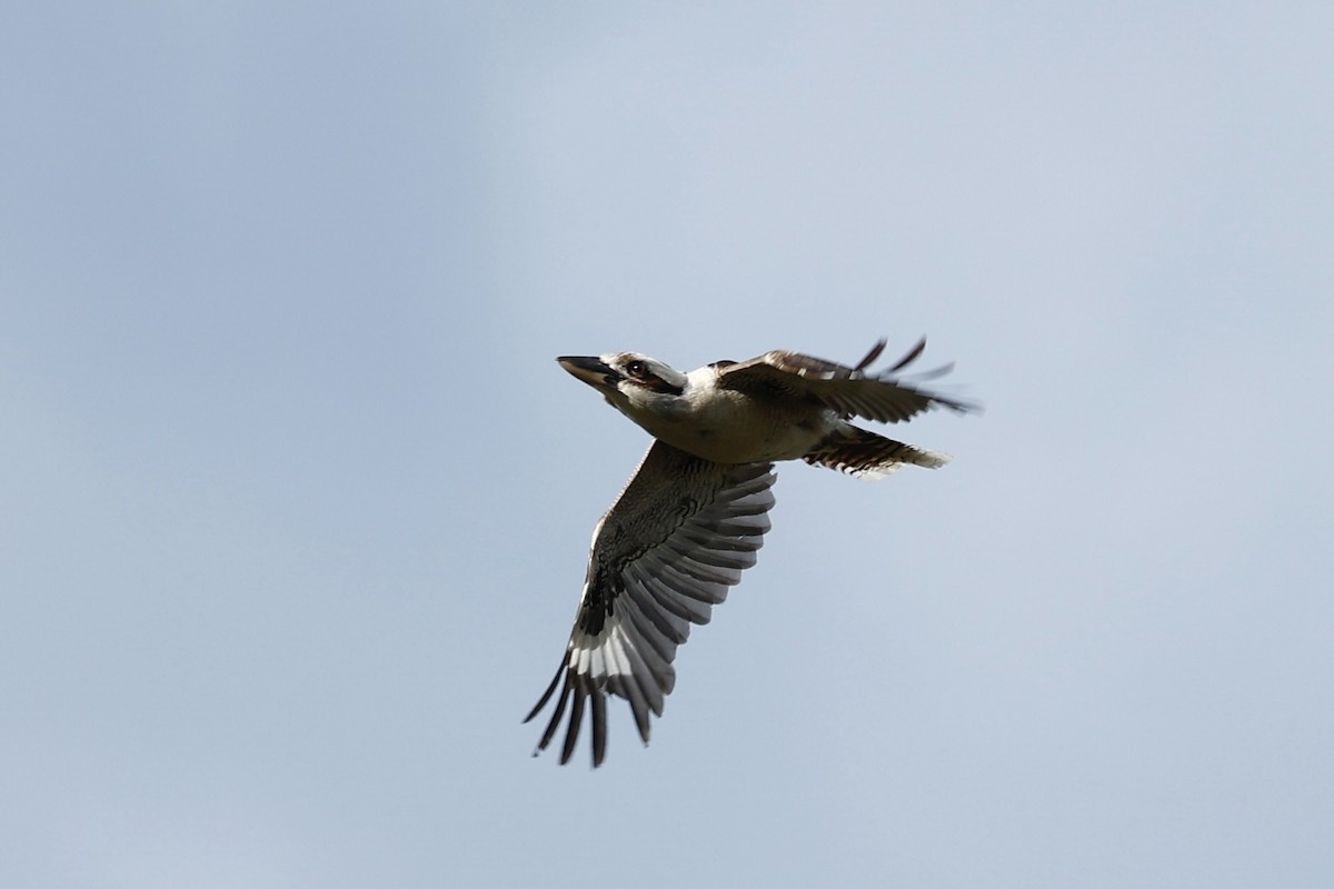 Смеющаяся кукабара - ML646592802