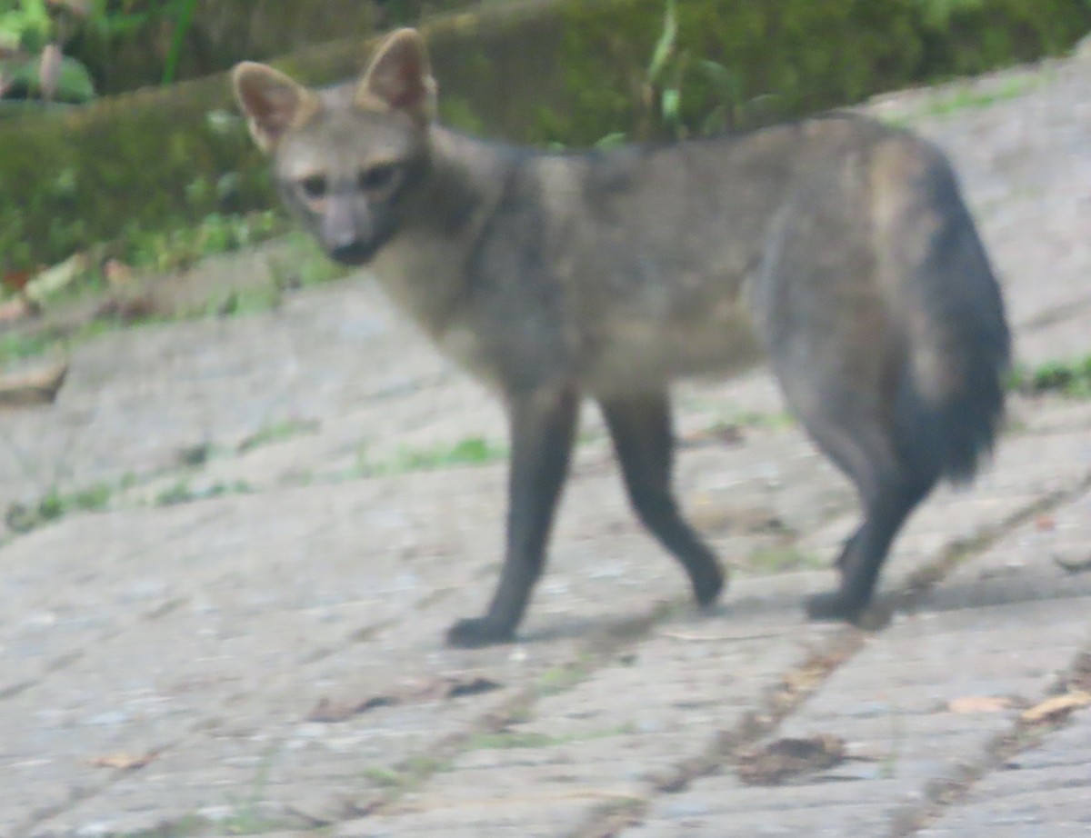 Crab-eating Fox - ML646592803