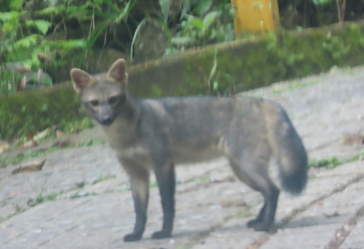 Animals - ML646592804