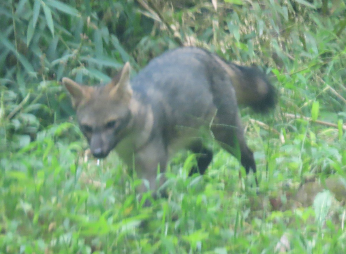 Animals - ML646592805