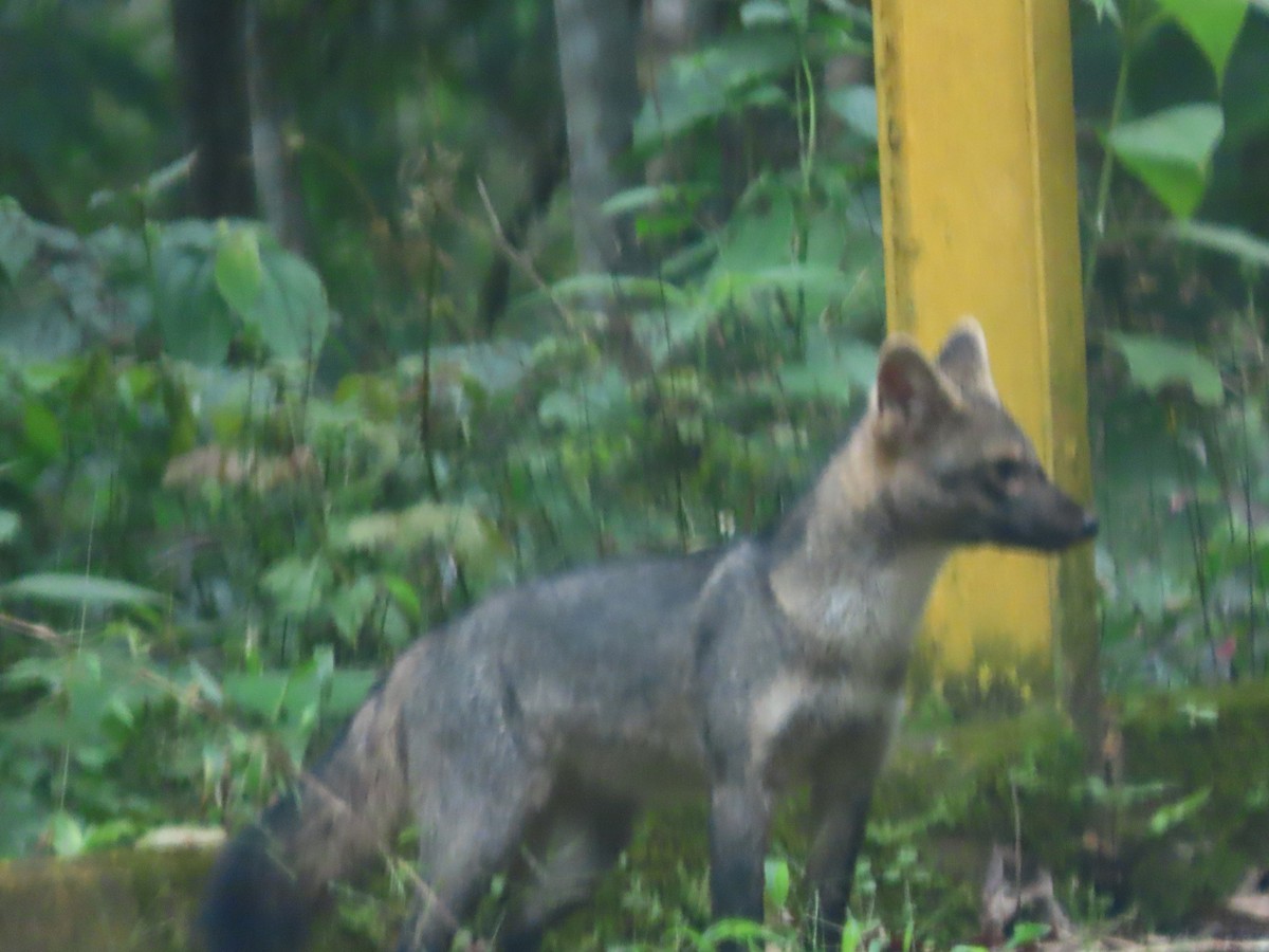 Animals - ML646592807