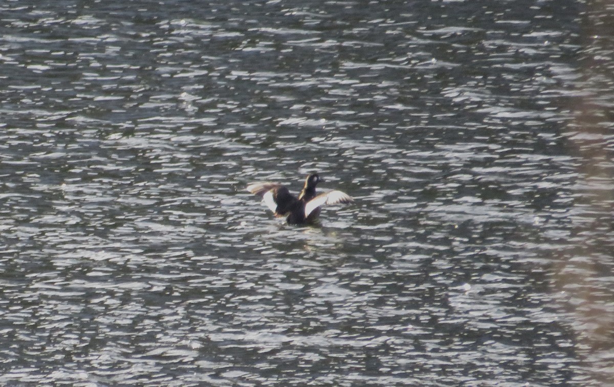 turpan kanadský - ML646592808