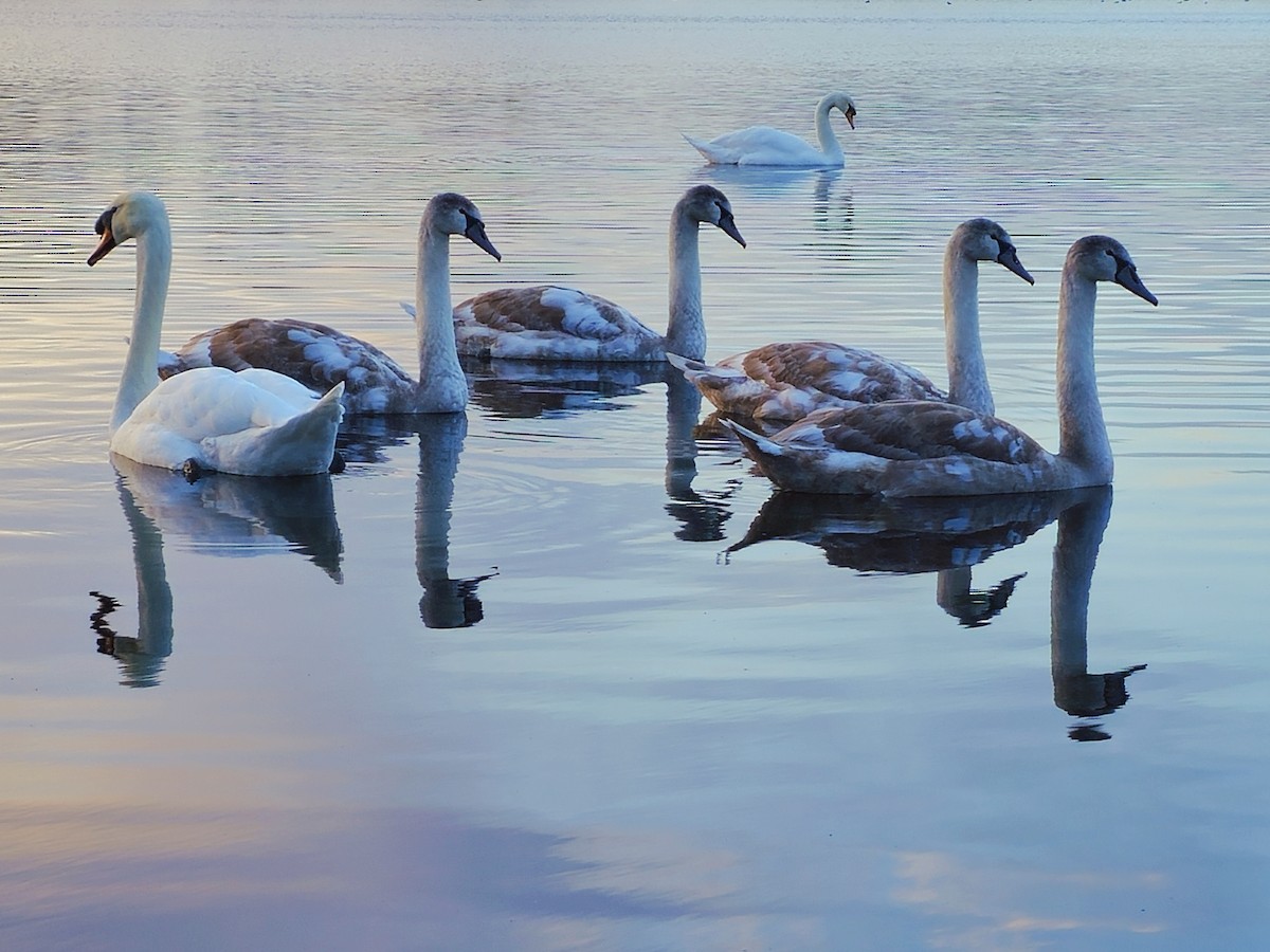 labuť velká - ML646592809