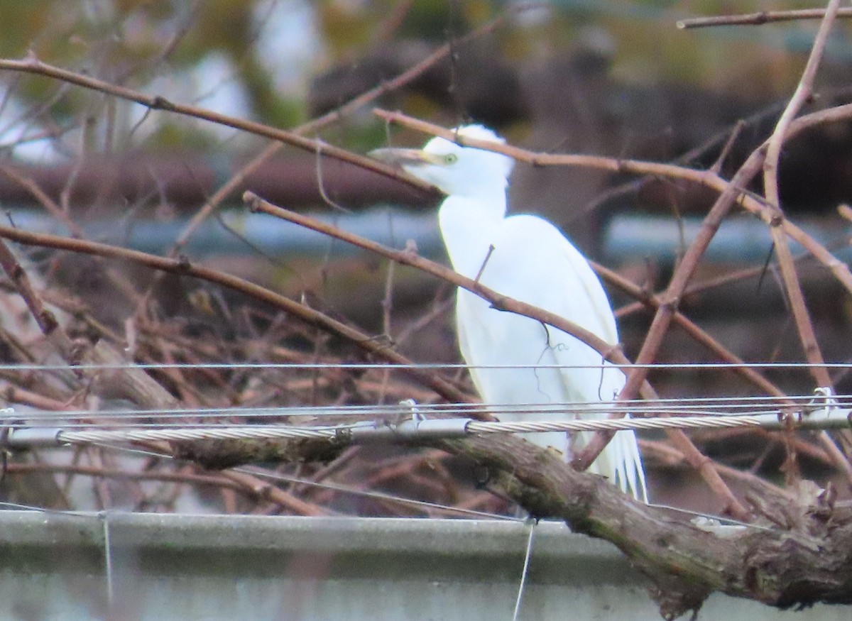 Héron garde-boeufs - ML646592810