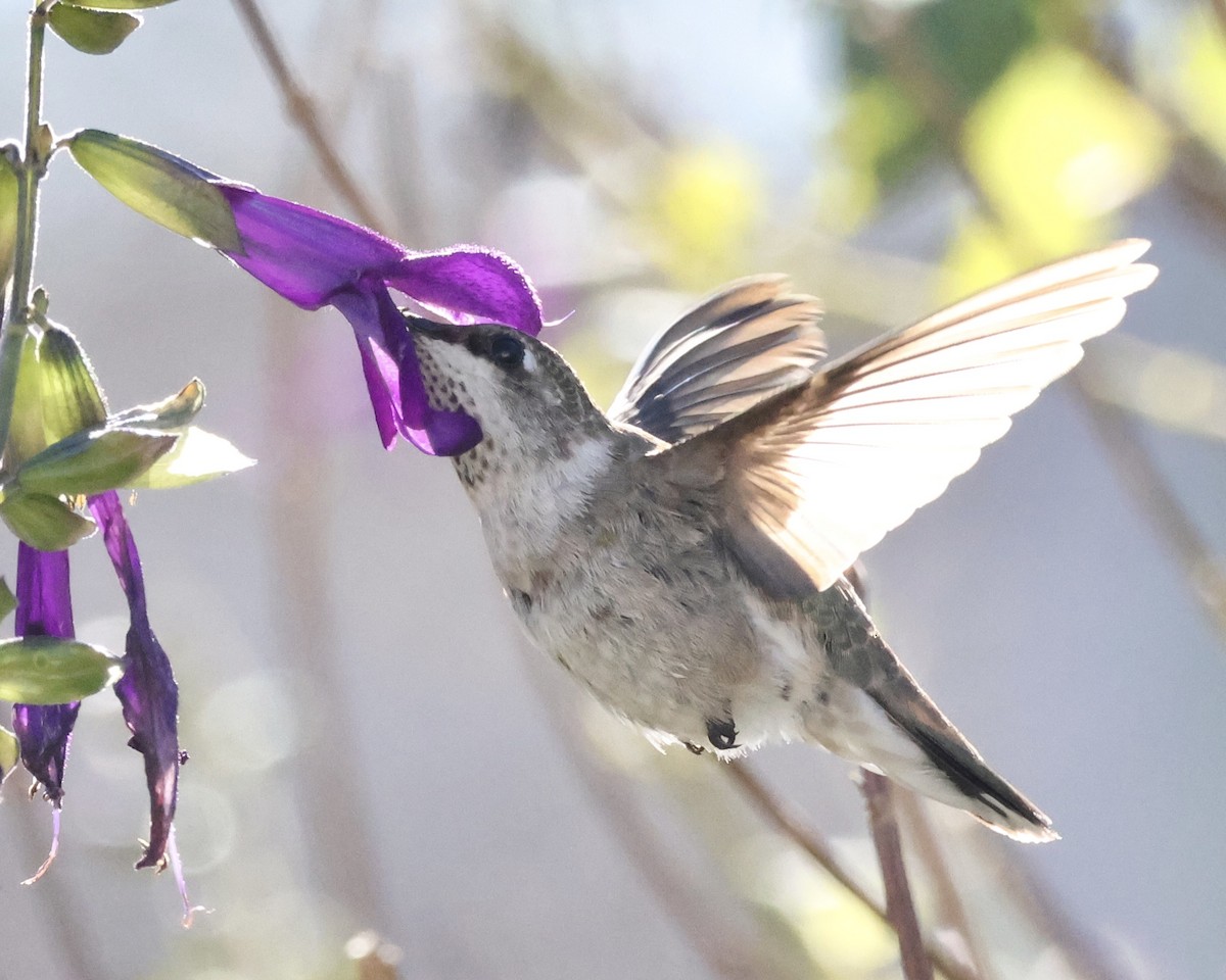 Schwarzkinnkolibri - ML646592813
