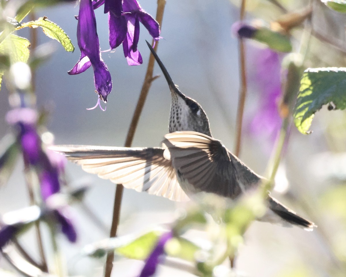 Schwarzkinnkolibri - ML646592815