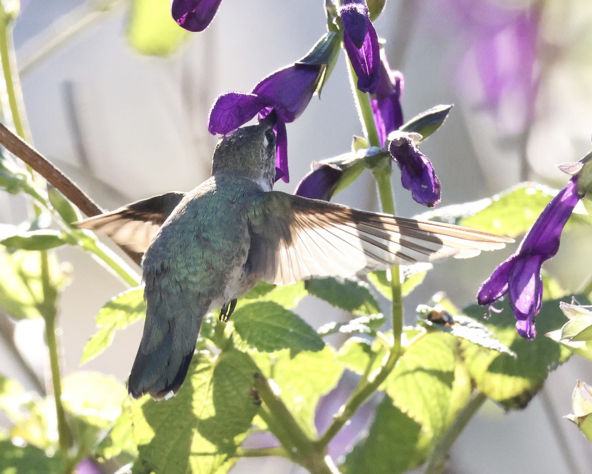 Schwarzkinnkolibri - ML646592818