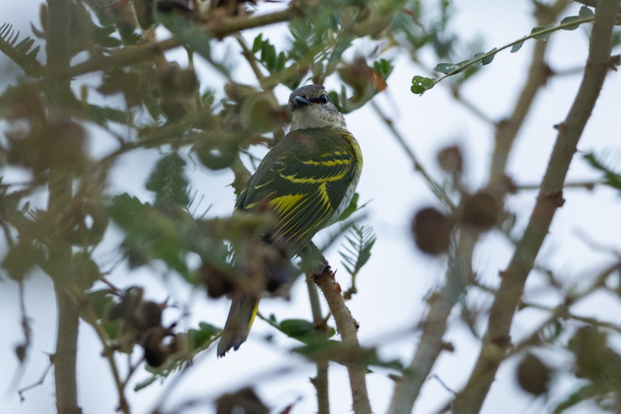 Black Cuckooshrike - ML646592819