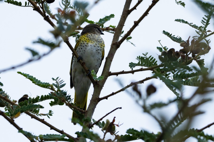 Black Cuckooshrike - ML646592820