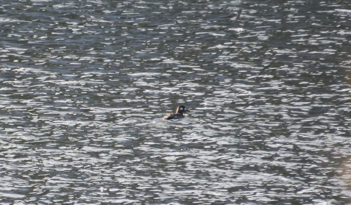 turpan kanadský - ML646592821