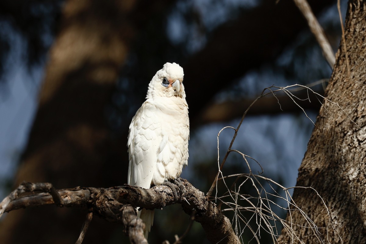 Гологлазый какаду - ML646592823