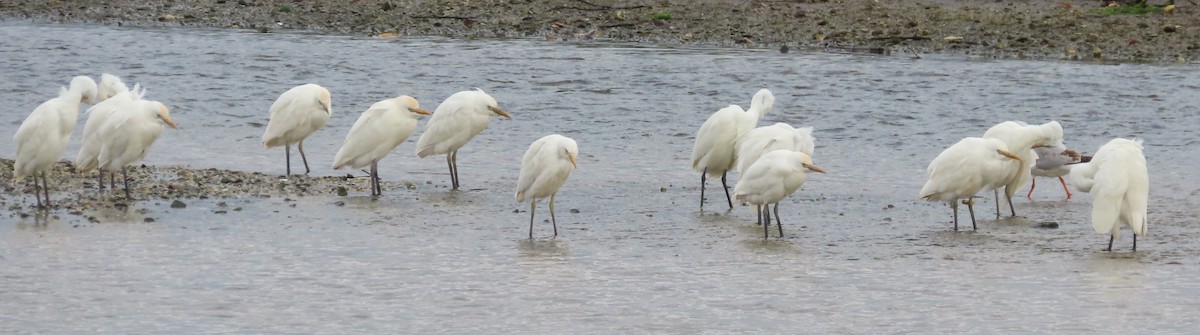 Héron garde-boeufs - ML646592824