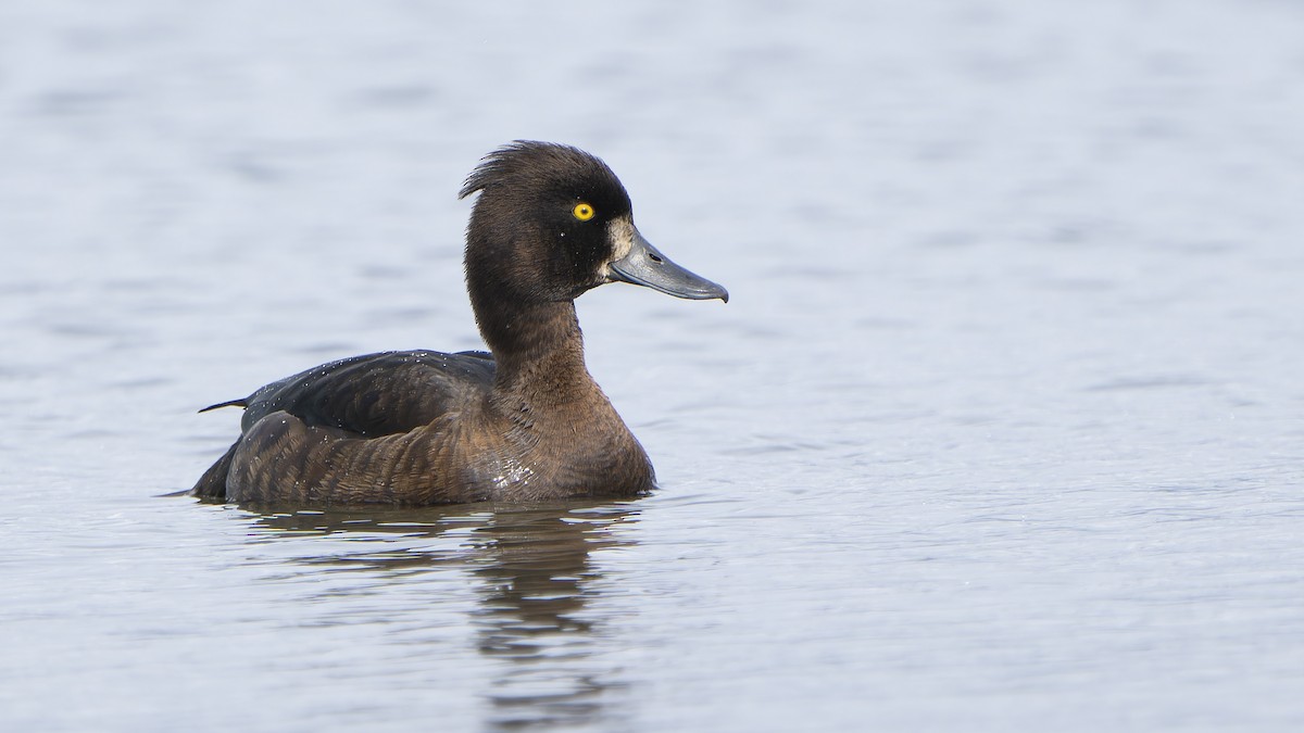 Tufted Duck - ML646592825