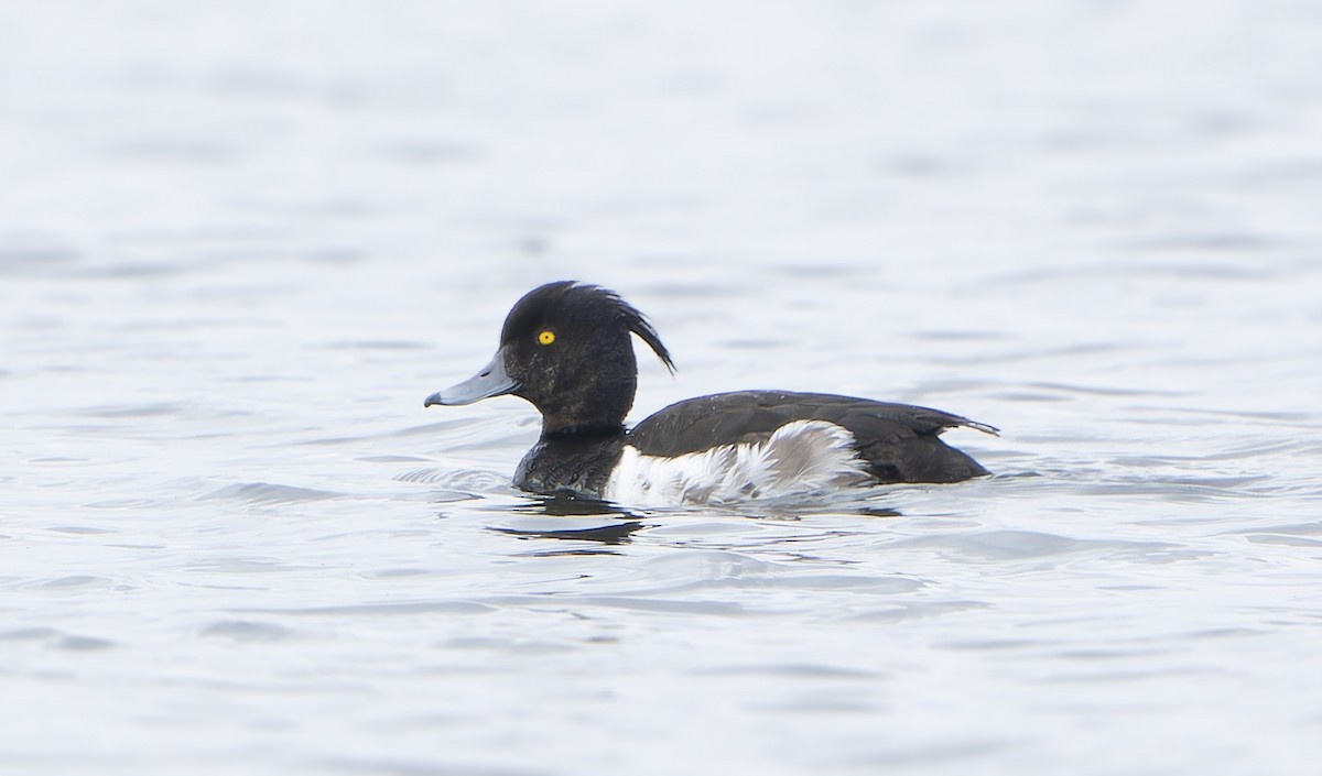 Tufted Duck - ML646592826