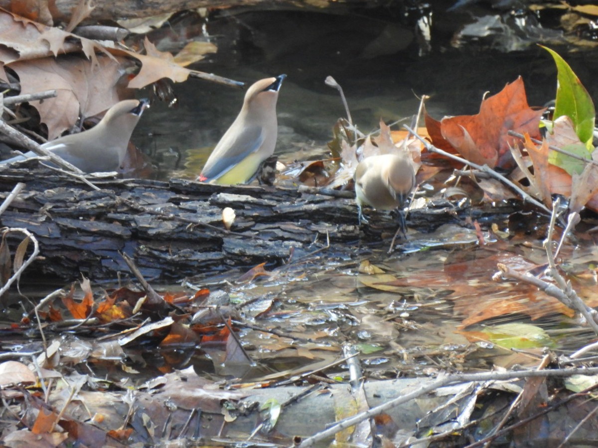 Cedar Waxwing - ML646592827