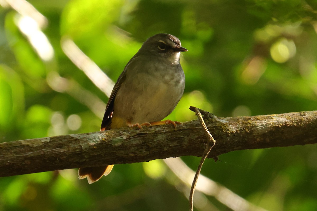 White-browed Warbler - ML646592828