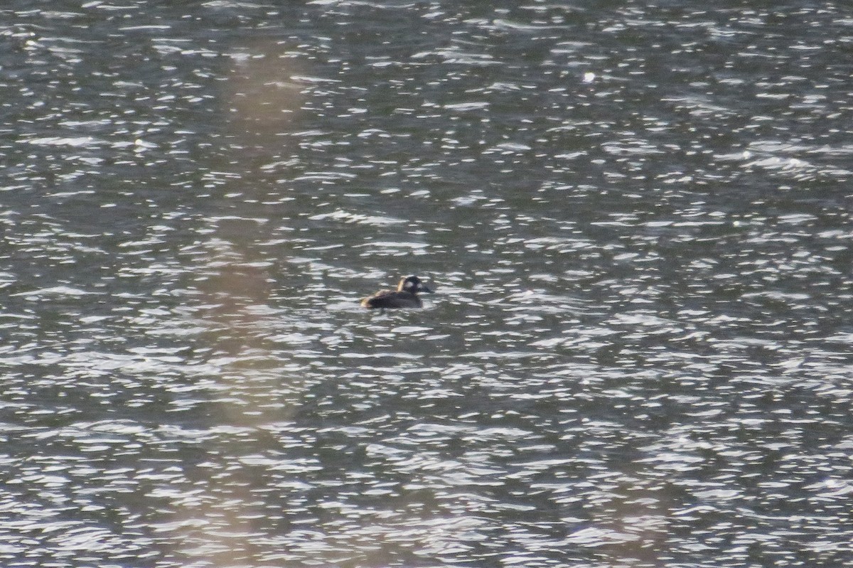 turpan kanadský - ML646592829