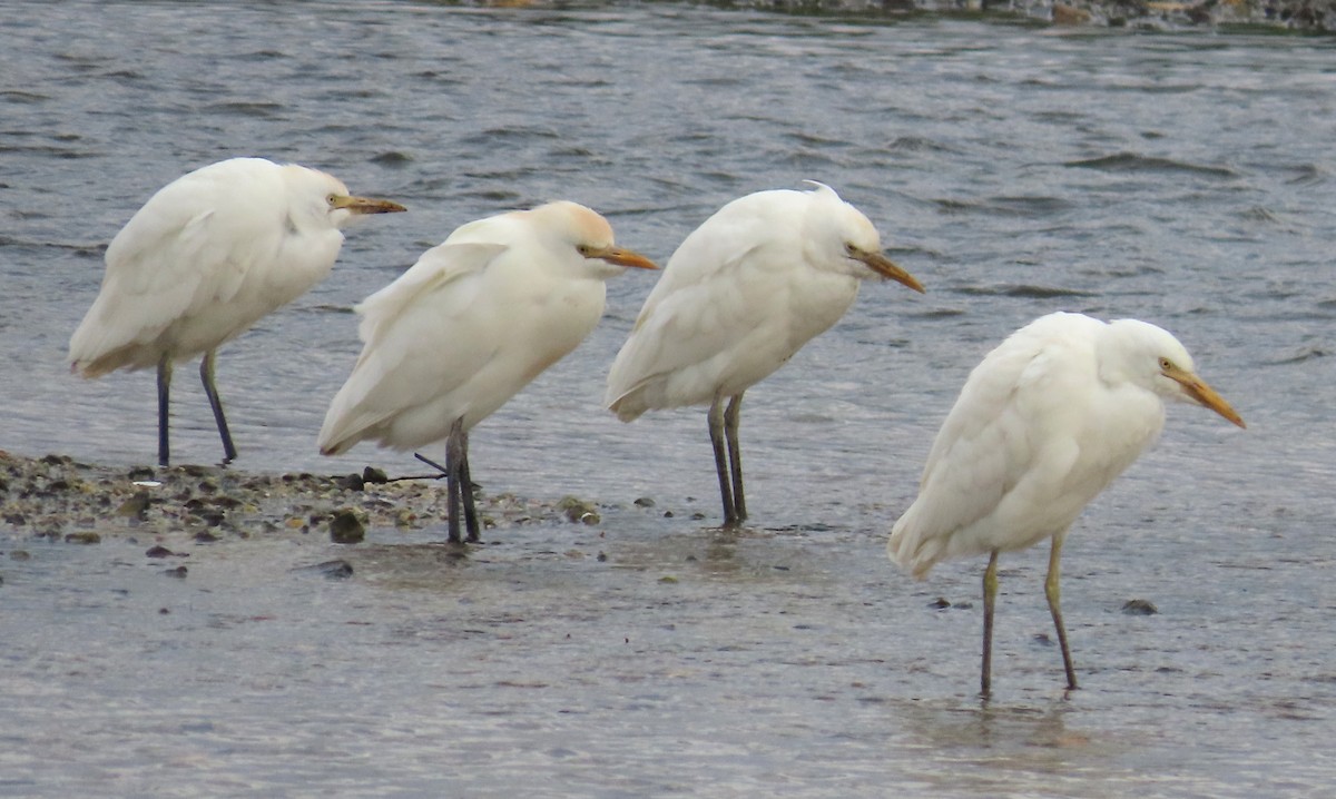 Héron garde-boeufs - ML646592830