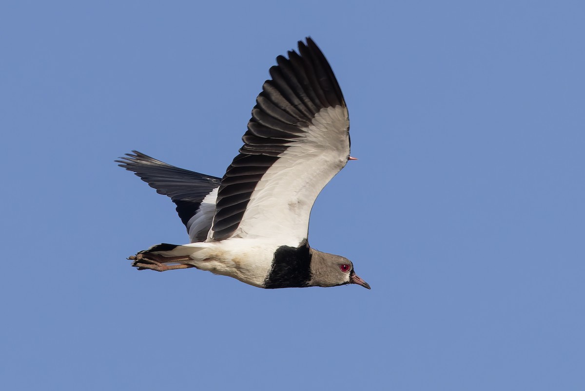 Southern Lapwing - ML646592832