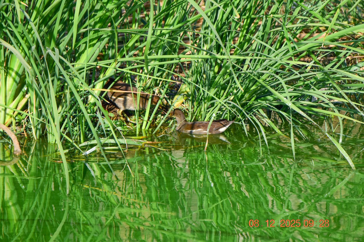 Uroilo arrunta - ML646592834