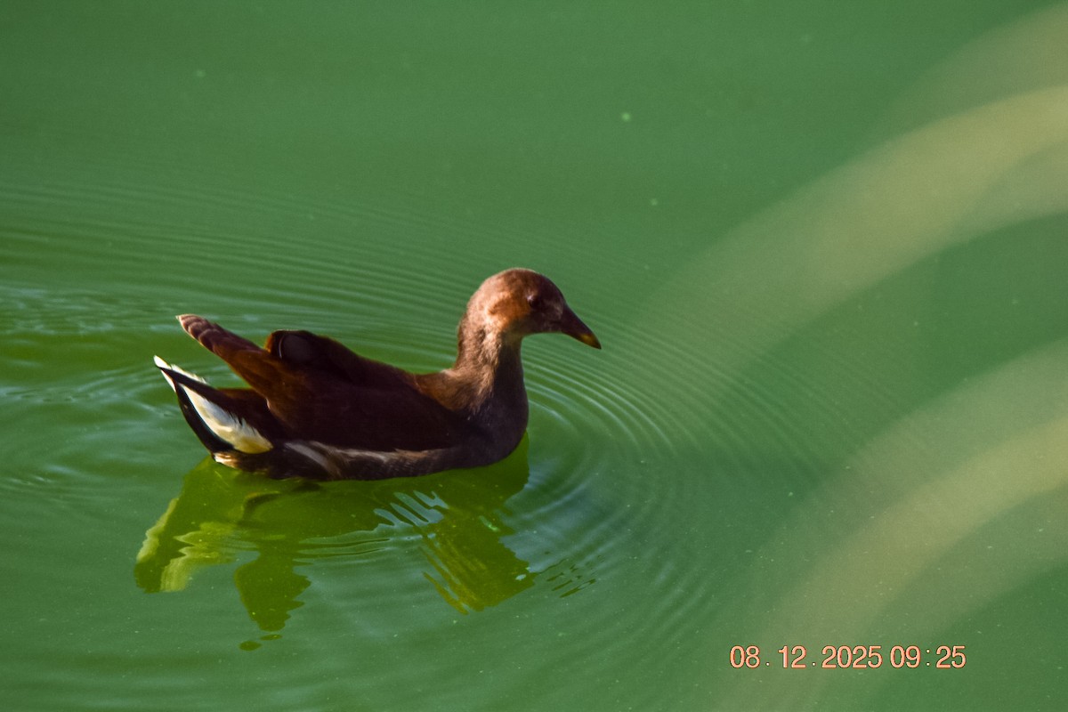 Uroilo arrunta - ML646592835