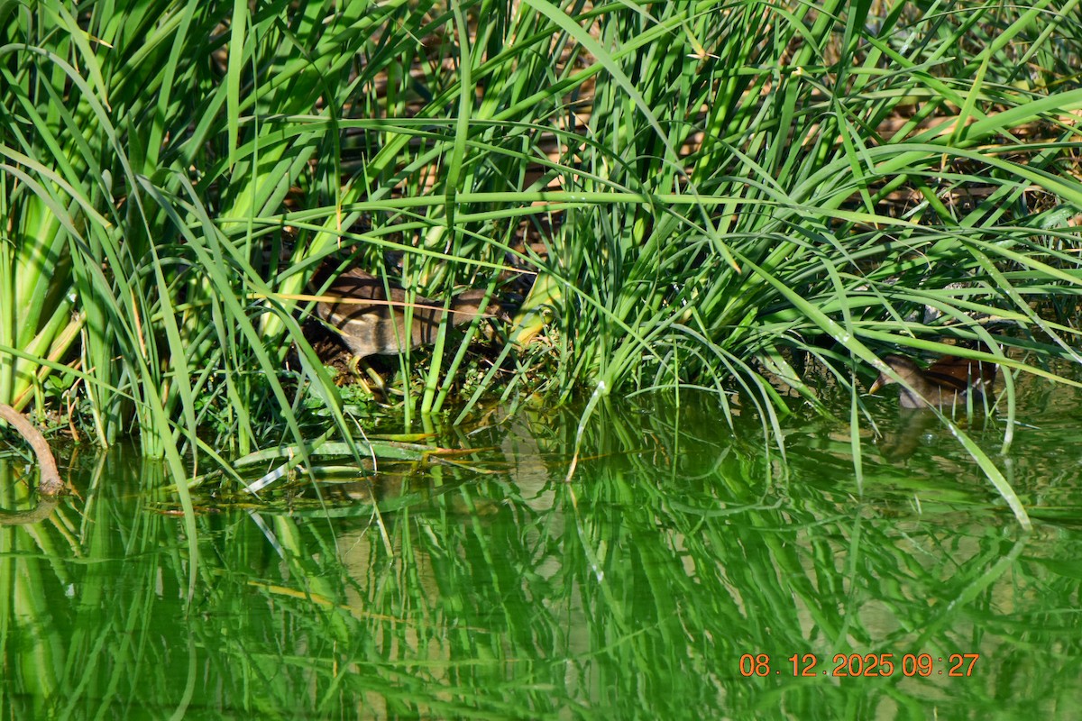 Uroilo arrunta - ML646592836