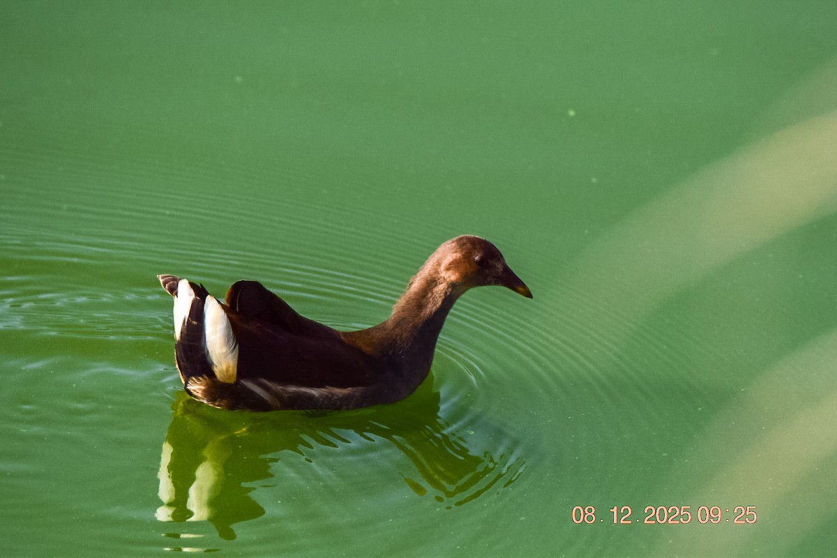 Uroilo arrunta - ML646592837