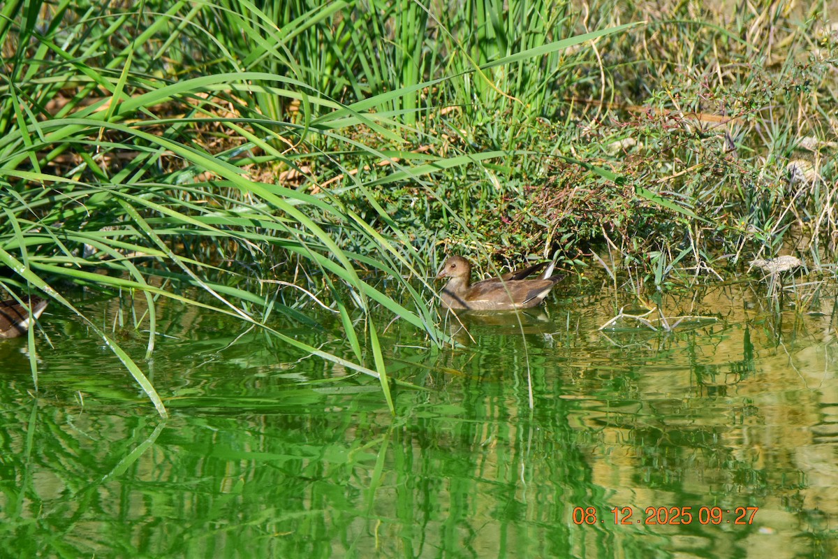 Uroilo arrunta - ML646592838