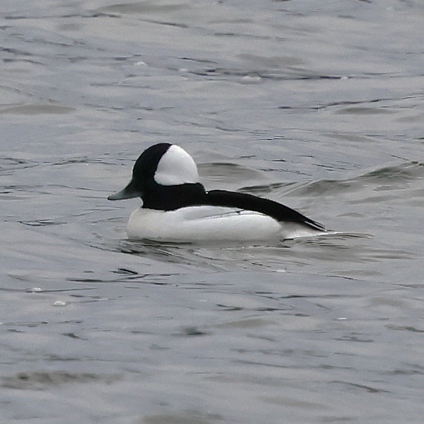 Murgilari buruzuria - ML646592839