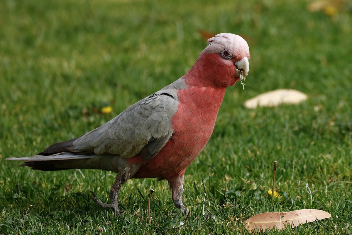 Galah - ML646592840